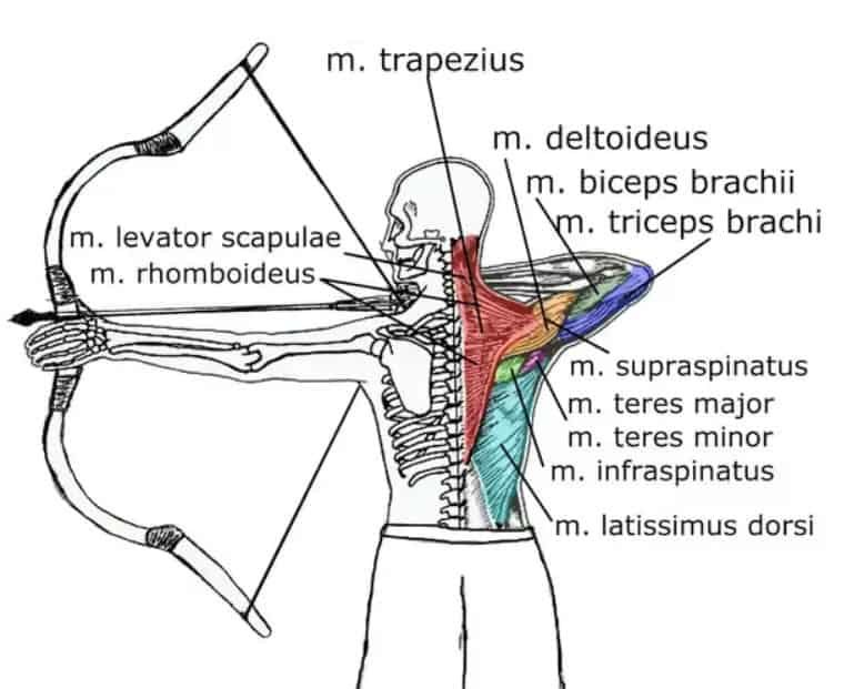Strengthening and Conditioning for Archery and Bowhunting Axes PT Blog