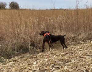 Brown bird dog wearing an orange hunting vest standing in a grassy field